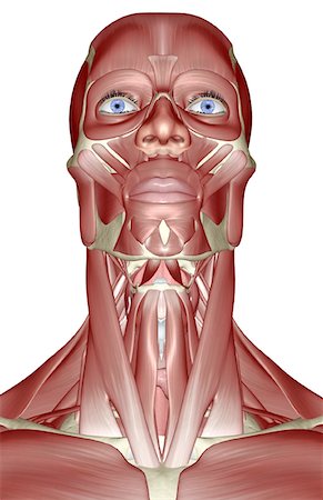 face illustration - The muscles of the head, neck and face Stock Photo - Premium Royalty-Free, Code: 671-02097292