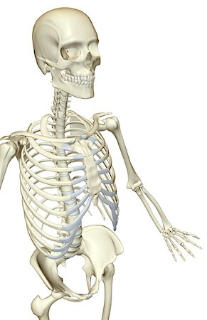 simsearch:671-02101092,k - The bones of the upper body Stock Photo - Premium Royalty-Free, Code: 671-02097329