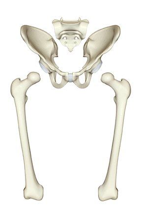sacrum pelvis - The bones of the lower limb Stock Photo - Premium Royalty-Free, Code: 671-02097376