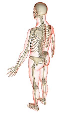 simsearch:671-02101092,k - The skeletal system Stock Photo - Premium Royalty-Free, Code: 671-02097370