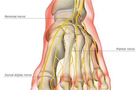 dorsal digital nerves - The nerves of the foot Stock Photo - Premium Royalty-Free, Code: 671-02097461