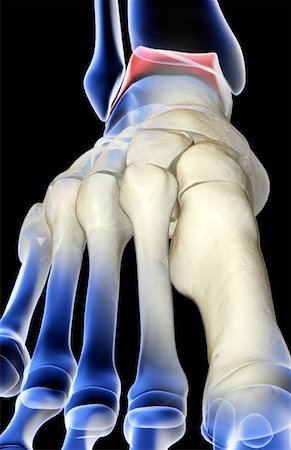 simsearch:671-02093214,k - The bones of the foot Stock Photo - Premium Royalty-Free, Code: 671-02097471