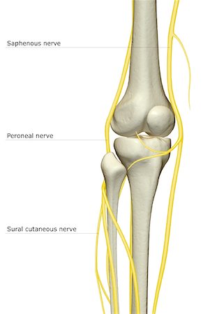 The nerve supply of the knee Stock Photo - Premium Royalty-Free, Code: 671-02097540