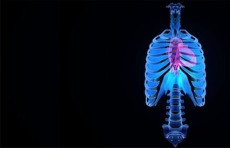 picture skeleton human rib cage - The heart Stock Photo - Premium Royalty-Free, Code: 671-02097543