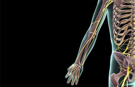 radial nerve - The nerves of the upper limb Stock Photo - Premium Royalty-Free, Code: 671-02097582