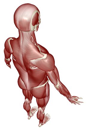 simsearch:671-02101092,k - The muscular system Stock Photo - Premium Royalty-Free, Code: 671-02097606