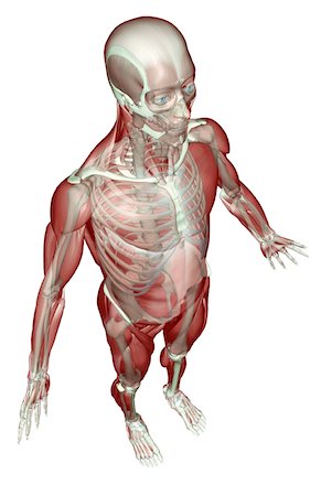 simsearch:671-02101092,k - The musculoskeletal system Stock Photo - Premium Royalty-Free, Code: 671-02097624