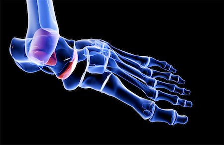 simsearch:671-02093214,k - The bones of the foot Stock Photo - Premium Royalty-Free, Code: 671-02097658