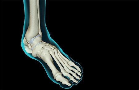 simsearch:671-02093214,k - The bones of the foot Stock Photo - Premium Royalty-Free, Code: 671-02097652