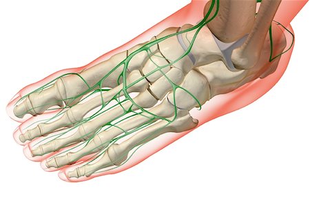 simsearch:671-02101092,k - The lymph supply of the foot Stock Photo - Premium Royalty-Free, Code: 671-02097674