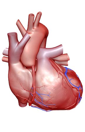 The coronary vessels of the heart Stock Photo - Premium Royalty-Free, Code: 671-02097692