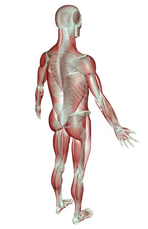 simsearch:671-02101092,k - The musculoskeletal system Stock Photo - Premium Royalty-Free, Code: 671-02097710