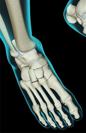 simsearch:671-02093214,k - The bones of the foot Stock Photo - Premium Royalty-Free, Code: 671-02097727