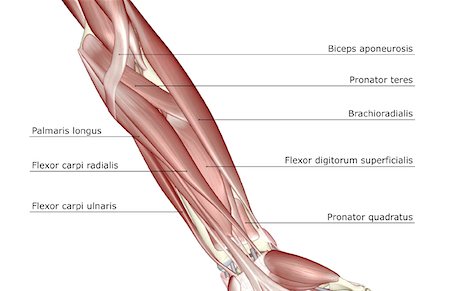 extensor - The muscles of the forearm Stock Photo - Premium Royalty-Free, Code: 671-02097818