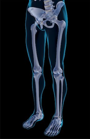 The bones of the lower body Stock Photo - Premium Royalty-Free, Code: 671-02097810