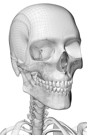 The bones of the head and neck Stock Photo - Premium Royalty-Free, Code: 671-02097881