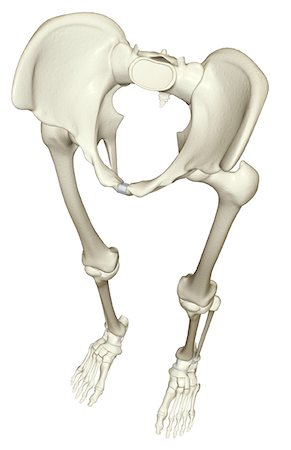 simsearch:671-02101092,k - The bones of the lower body Stock Photo - Premium Royalty-Free, Code: 671-02098009