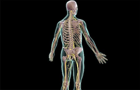 simsearch:671-02096925,k - The nerves of the upper body Stock Photo - Premium Royalty-Free, Code: 671-02098040