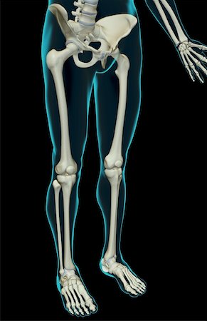The bones of the lower body Stock Photo - Premium Royalty-Free, Code: 671-02098071