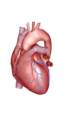 The coronary vessels of the heart Stock Photo - Premium Royalty-Free, Code: 671-02098085