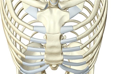 The bones of the chest Stock Photo - Premium Royalty-Free, Code: 671-02098081