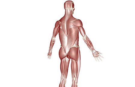 simsearch:671-02101092,k - The muscles of the upper body Stock Photo - Premium Royalty-Free, Code: 671-02098094
