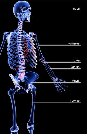 simsearch:671-02096091,k - Les os de la partie supérieure du corps Photographie de stock - Premium Libres de Droits, Code: 671-02098114