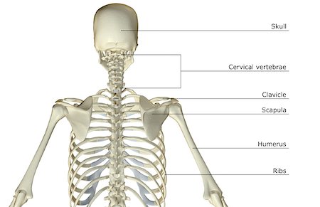 picture of back bone - The bones of the upper body Stock Photo - Premium Royalty-Free, Code: 671-02098111