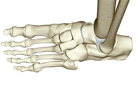 simsearch:671-02093214,k - The bones of the foot Stock Photo - Premium Royalty-Free, Code: 671-02098112