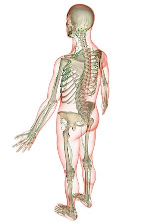 simsearch:671-02101092,k - The lymphatic system Stock Photo - Premium Royalty-Free, Code: 671-02098126