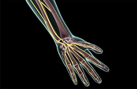 simsearch:671-02096925,k - The nerves of the hand Stock Photo - Premium Royalty-Free, Code: 671-02098130