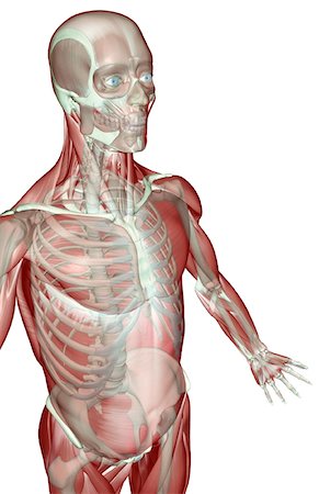 simsearch:671-02101092,k - The musculoskeleton of the upper limb Stock Photo - Premium Royalty-Free, Code: 671-02098154