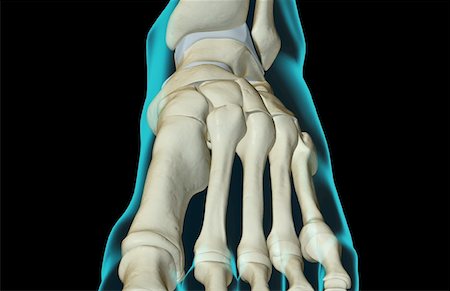 simsearch:671-02093214,k - The bones of the foot Stock Photo - Premium Royalty-Free, Code: 671-02098191
