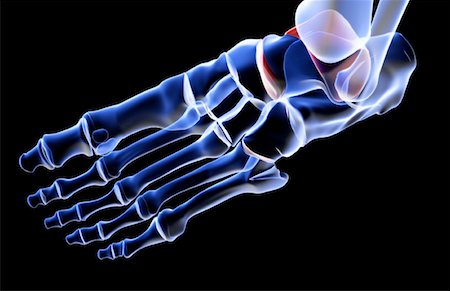 simsearch:671-02093214,k - The bones of the foot Stock Photo - Premium Royalty-Free, Code: 671-02098284