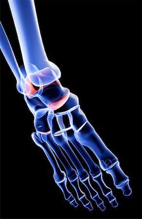 simsearch:671-02093214,k - The bones of the foot Stock Photo - Premium Royalty-Free, Code: 671-02098437