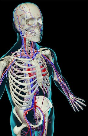 simsearch:671-02101092,k - The blood supply of the upper body Stock Photo - Premium Royalty-Free, Code: 671-02098492