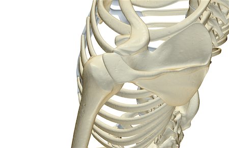 simsearch:671-02101092,k - The bones of the shoulder Stock Photo - Premium Royalty-Free, Code: 671-02098504