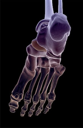 simsearch:671-02093214,k - The bones of the foot Stock Photo - Premium Royalty-Free, Code: 671-02098507