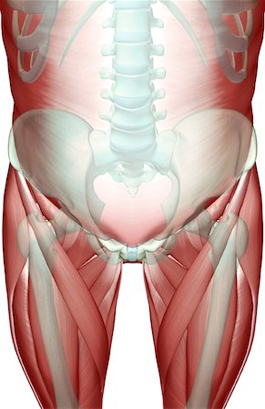 pelvic muscle - The musculoskeleton of the pelvis Stock Photo - Premium Royalty-Free, Code: 671-02098512