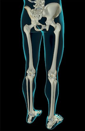 The bones of the lower body Stock Photo - Premium Royalty-Free, Code: 671-02098621