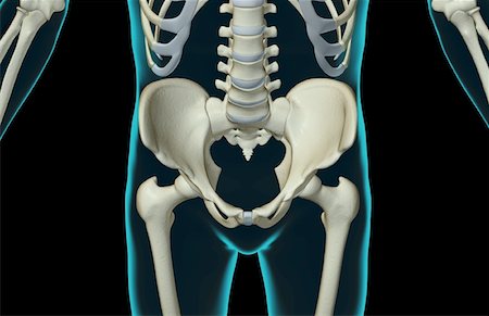The bones of the lower body Stock Photo - Premium Royalty-Free, Code: 671-02098648