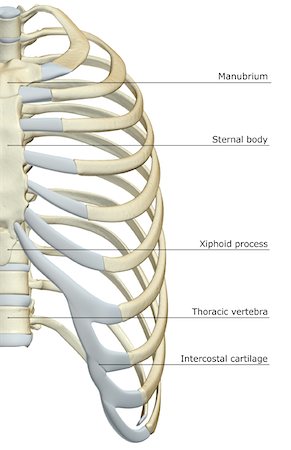 The thorax Stock Photo - Premium Royalty-Free, Code: 671-02098653