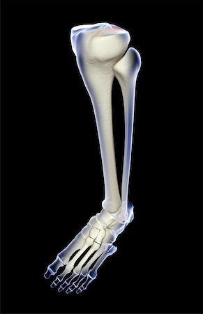 simsearch:671-02093214,k - The bones of the leg Stock Photo - Premium Royalty-Free, Code: 671-02098662