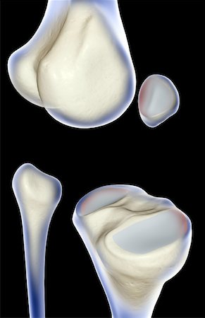 Bone structure of the knee Stock Photo - Premium Royalty-Free, Code: 671-02098673