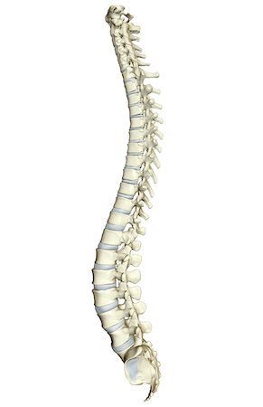 picture of back bone - Vertebral column Stock Photo - Premium Royalty-Free, Code: 671-02098709