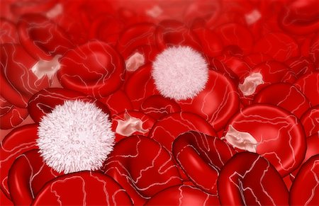 red blood cell - Cellules sanguines Photographie de stock - Premium Libres de Droits, Code: 671-02098718