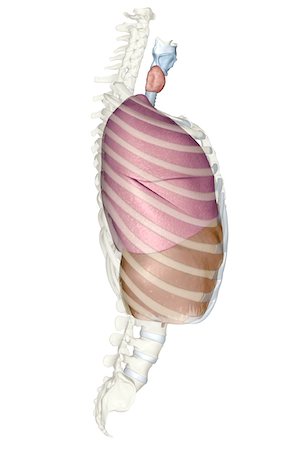 The respiratory system Stock Photo - Premium Royalty-Free, Code: 671-02098749