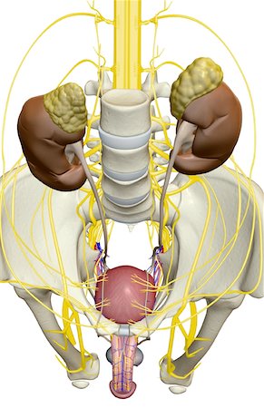 Male urinary system Stock Photo - Premium Royalty-Free, Code: 671-02098824