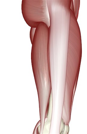 Muscles of the upper leg Stock Photo - Premium Royalty-Free, Code: 671-02098873