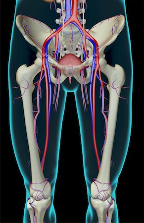 The bones and blood vessels of the lower body Stock Photo - Premium Royalty-Free, Code: 671-02098889